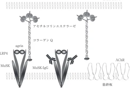 Fig. 1 アセチルコリン受容体（AChR）集積をトリガーする agrin は LRP4 に結合し MuSK のリン 酸化を促進する．また，アセチルコリンエステラーゼ（AChE）12 分子はコラーゲン Q（ColQ）3 分子と結合し，巨大な AChE/ColQ 複合体を形成し，ColQ が MuSK に結合することにより AChE を神経筋接合部のシナプス基底膜に係留をする．MuSK-IgG は ColQ と MuSK の結合を阻害する．