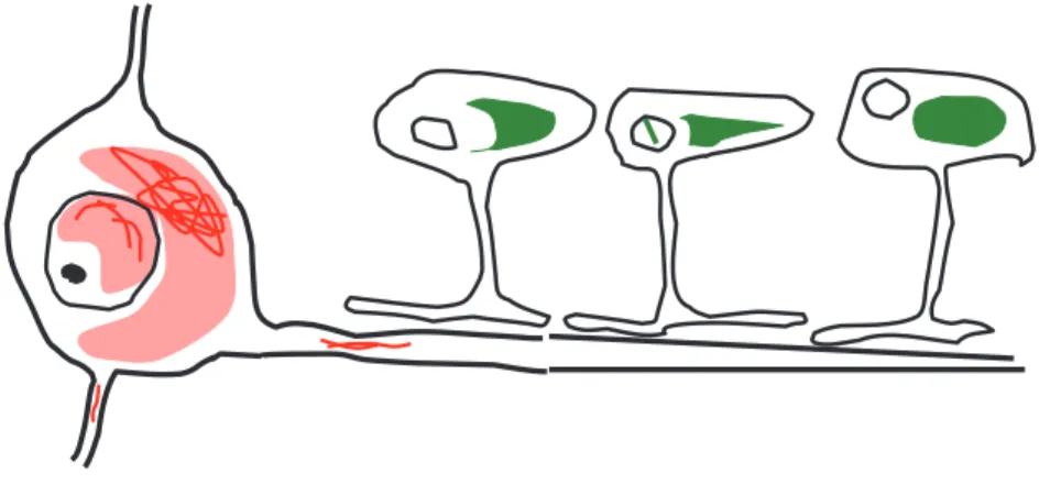 Fig. 3 Schema of α-synuclein accumulation in MSA.