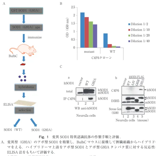 Fig. 1 変異 SOD1 特異認識抗体の作製手順と評価 .