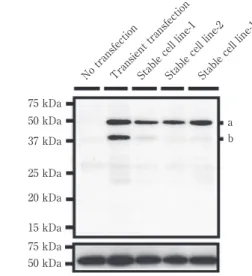 Fig. 1 Flag-TDP-43 安定発現細胞株の樹立．