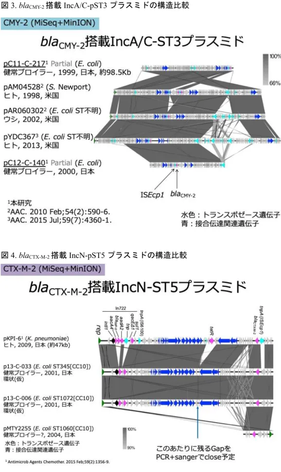 図 4. bla CTX-M-2 搭載 IncN-pST5 プラスミドの構造比較 