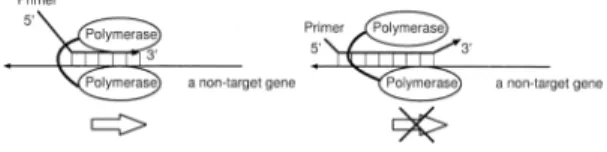 Figure 1 illustrates how the elongation re- re-action proceeds. On the left, when the partial sequence in the 3’-end region of the primer  hy-bridizes with a non-target gene, the elongation reaction begins without the hybridization  reac-tion in the 5’-end