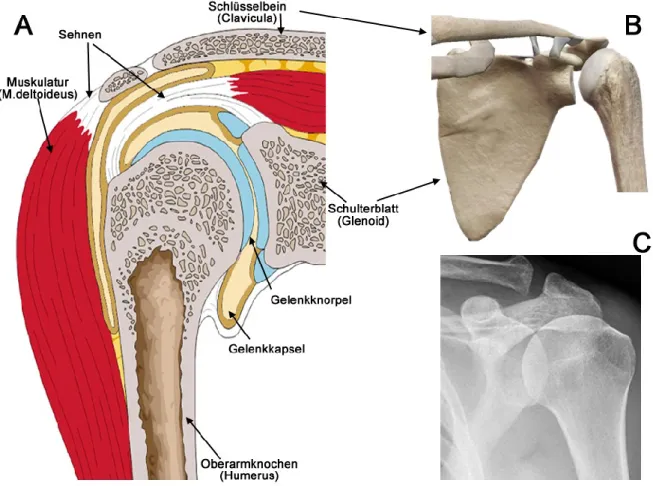 Figure 8: Normal anatomy of the shoulder joint. A) Structure of the shoulder joint, B) Joint forming bones,  C) X-ray anatomy, (Case courtesy of Prof Frank Gaillard, Radiopaedia.org) 