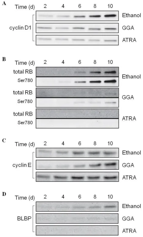 Fig. III-6. Downregulation of cell cycle-related gene expression by GGA. 