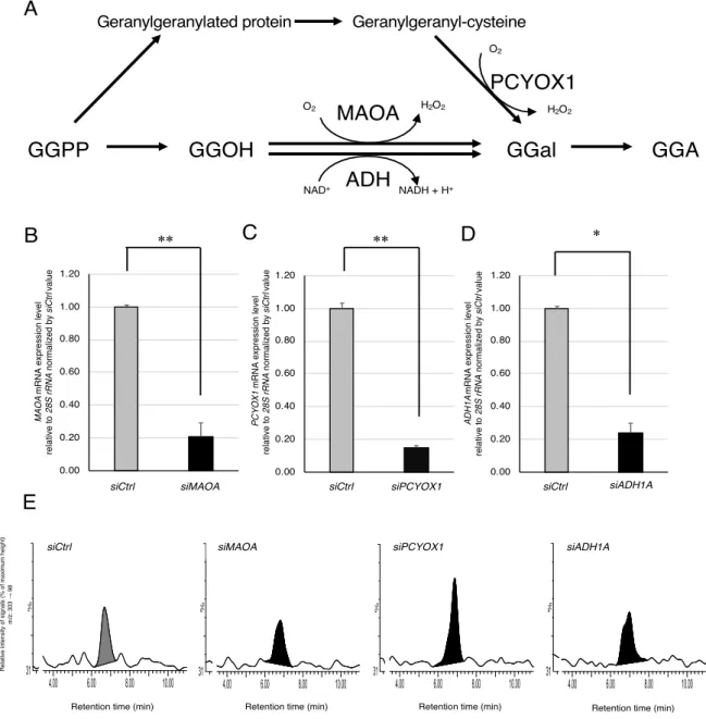 Figure 2-6. Knockdown of MAOA, PCYOX1, and ADH1A genes using each siRNA in HuH-7 cells does not induce  a decrease in endogenous GGA level