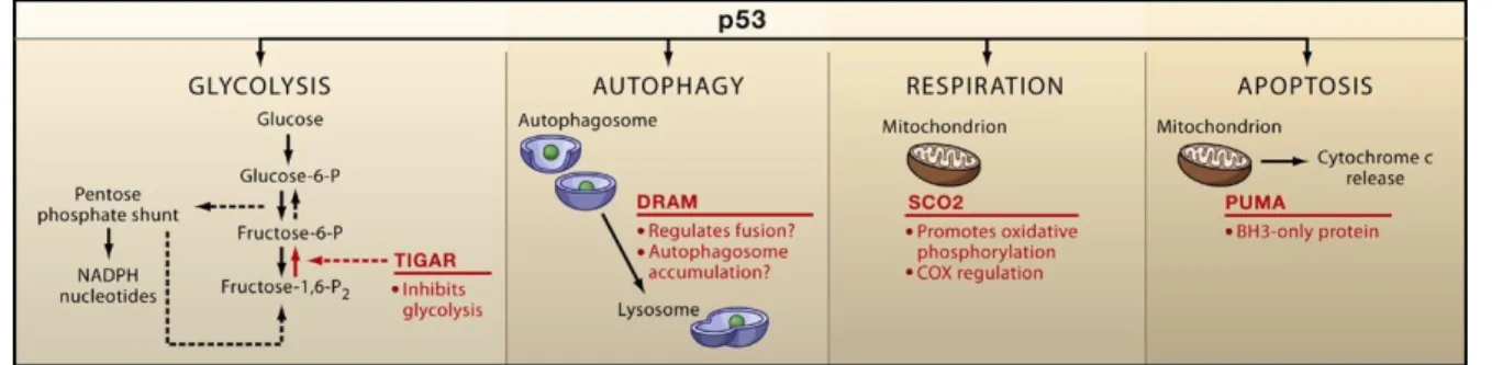 Fig. I-3. Diverse function of p53 through multiple target genes. 