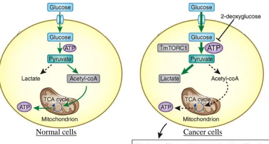 Fig. I-5. Warburg effect in malignant cells.   