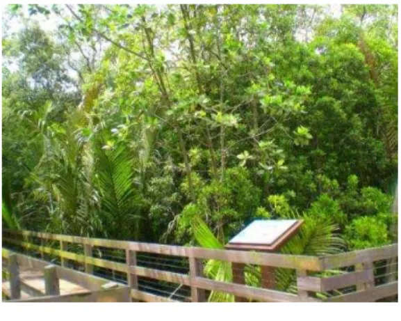 Figure 1 - Diversity of Mangroves   in Pasir Ris Park 