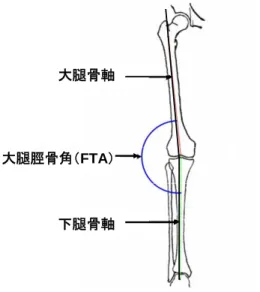 図 1-4  大腿脛骨角(Femorotibial Angle: FTA) 