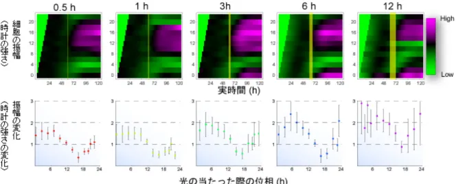 図 4  時計細胞集団の振幅応答性  上  ：  光照射による時計細胞集団の概日リズムの振幅の変化  位相が 2 時間毎に異なる 12 組のメラノプシンを導入した光応答性細胞（縦軸）に、0.5、 1、3、6、12 時間の 5 種類の長さで白色光を照射した（黄色の縦線が光を照射した時 間）。縦軸は細胞の振幅、横軸は実時間を示す。ピンクに近いほど振幅が強く（時計 が強い）、緑に近いほど振幅が弱い（時計が弱い）。  下  ：  振幅応答  光照射前後の振幅を比較することにより、振幅応答を求めた。縦軸は振幅の変化を