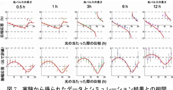 図 7  実験から得られたデータとシミュレーション結果との相関  点は実験により得られたデータ。赤線はシミュレーション結果。実験データとシミュ レーション結果が一致していることがわかる。 図 8  ラット個体での検証  主観的真夜中付近で光を照射したラットの脳にある視交叉上核の切片。 Per1 遺伝子 の発現が黒点で表されている。 上   ：  光照射なしの場合。主観的昼である 0～12 の間に多く発現し、主観的夜である 12～24 の間に発現が減少している。  下   ：  主観的真夜中付近で光照射した場
