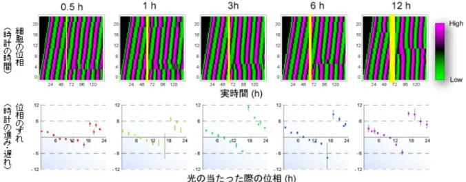 図 3  時計細胞集団の位相応答性  上  ：  光照射による時計細胞集団の概日リズムの位相の変化  位相が 2 時間毎に異なる 12 組のメラノプシンを導入した光応答性細胞（縦軸）に、0.5、 1、3、6、12 時間の 5 種類の長さで白色光を照射した（黄色の縦線が光を照射した時 間）。縦軸は細胞の位相、横軸は実時間を示す。ピンク色の部分は昼に発現する時 計遺伝子 Per2 の発現量が高く、細胞時計が昼の状態。緑色の部分は Per2 遺伝子 の発現量が低く、細胞時計が夜の状態。  下  ：  位相応答  