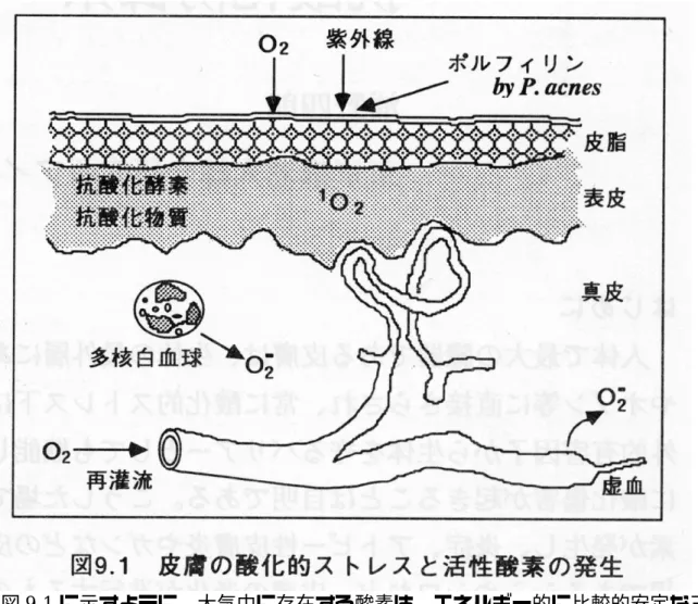 図 9.1 に示すように、大気中に存在する酸素は、エネルギー的に比較的安定な三重項酸 素 (302) であるが紫外線のエネルギーを吸収して励起し活性酸素である一重項酸素 (102) に変えられる。エネルギー吸収の際、光増感の存在が必要であるが、皮膚にはメ ラニンがその役目をしているものと考えられてきた。また、ヒト皮膚の脂腺に生息する 嫌気性菌である propionibacteriumacnes(P.acnes) は、ニキビの発生に深く関係して いるが、この菌は、コプロポルフィリン、プロトポルフィリンなどのポ