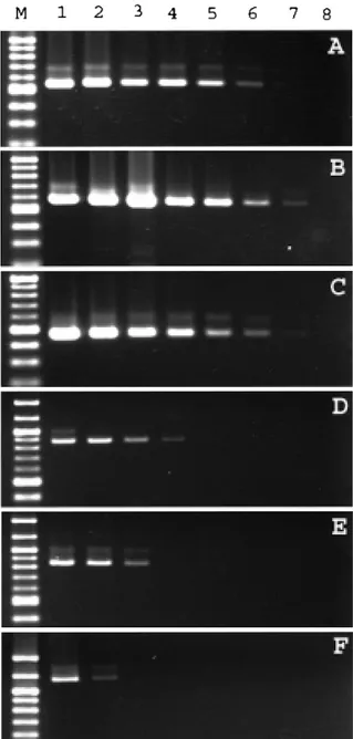 Figure 7. The sensitivity of constructed primer pair SB281, SB289 and SB012 by detecting template DNA and a comparison with other primers