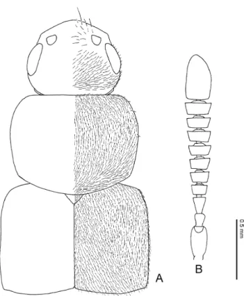 Fig. 18. Pella horii Maruyama, n. sp. — A, Fore body, dorsal view; B, right antenna.