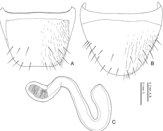 Fig. 20. Pella horii Maruyama, n. sp. — A, Eighth abdominal tergite, dorsal view; B, 8th abdominal sternite, ven- ven-tral view; C, spermatheca