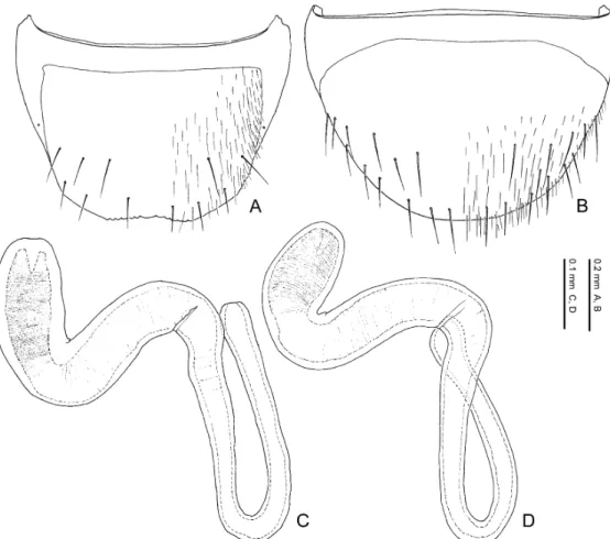 Fig. 23. Pella similis (Märkel). — A, Eighth abdominal tergite, dorsal view; B, 8th abdominal sternite, ventral view; C, D, spermathecae