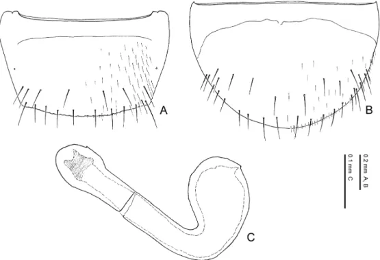 Fig. 29. Pella laeviceps (Eppelsheim). — A, Eighth abdominal tergite, dorsal view; B, 8th abdominal sternite, ventral view; C, spermatheca