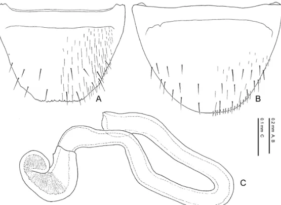Fig. 41. Pella rambouseki (Bernhauer). — A, Eighth abdominal tergite, dorsal view; B, 8th abdominal sternite, ventral view; C, spermatheca