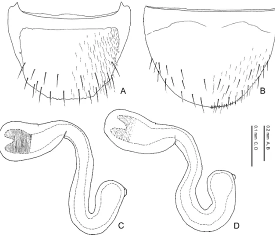 Fig. 47. Pella kidaorum Maruyama, n. sp. — A, Eighth abdominal tergite, dorsal view; B, 8th abdominal sternite, ventral view; C, D, spermathecae