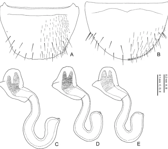 Fig. 50. Pella cooterorum Maruyama, n. sp. — A, Eighth abdominal tergite, dorsal view; B, 8th abdominal stern- stern-ite, ventral view; C–E, spermathecae