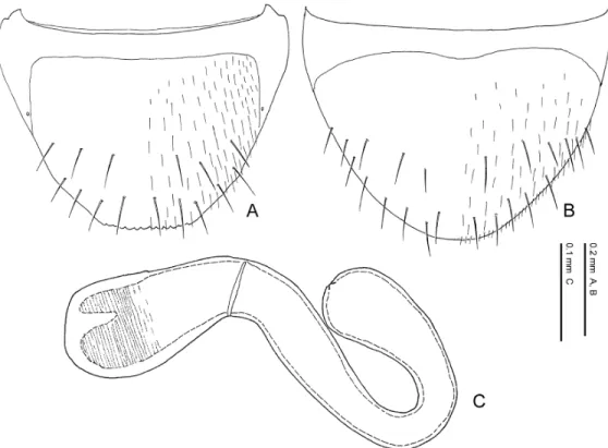 Fig. 53. Pella barbara (Fairmaire). — A, Eighth abdominal tergite, dorsal view; B, 8th abdominal sternite, ventral view; C, spermatheca