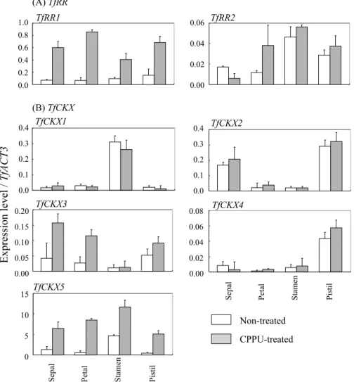 Fig. 5.  Quantitative real-time PCR analyses of TfRR and TfCKX in floral organs 2 days after CPPU treatment．