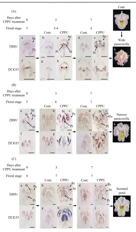 Fig. 7.  In situ hybridization of TfRR1 and TfCKX5 in flower buds treated with CPPU．
