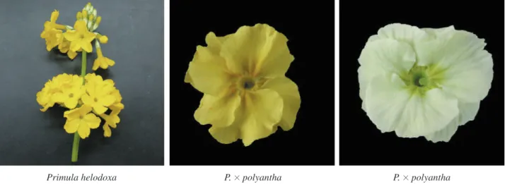 Fig. 1. Photographs of fully opened flowers tested in this study.