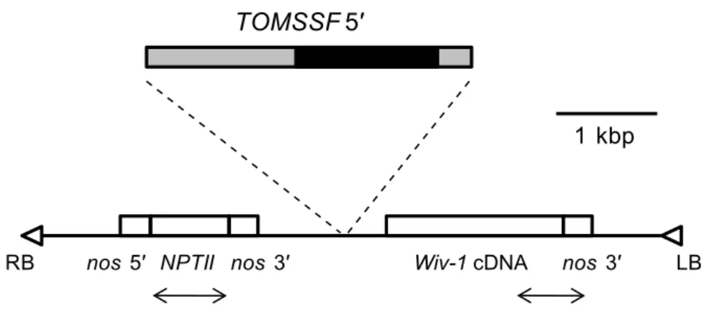 Fig. 1  Structure of the binary vector. 