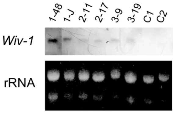 Fig. 2  Northern blot analysis of young 'Micro-Tom'  fruits transformed with the TOMSSF 5'  ::Wiv-1 construct