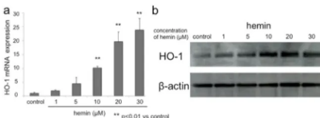図 3 ステロイド投与・低酸素環境で caspase-3 の活 性に対する hemin の抑制効果の検討 