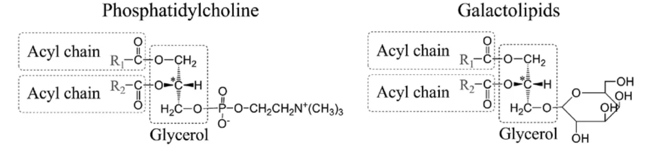 Fig. 2. A phospholipid and a glycolipid: The basic structure is widely observed in lipids
