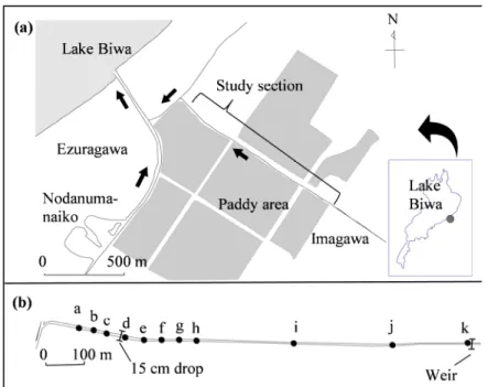 図 3.1 (a)調査地の概略． 矢印は水の流れる方向を， 灰