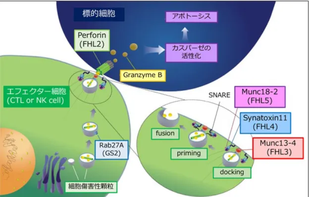 図 1. FHL にかかわる細胞傷害機能のメカニズム (文献 5 より引用) 