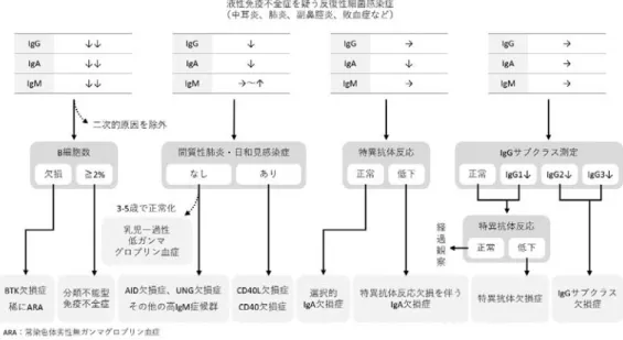 図 1 液性免疫不全症における診断フローチャート 文献 [2] から引用、一部改変。 5 ）  重症度分類 PPV 接種後の IgG 値によって重症度分類を行う。 2-5 歳 6 歳以上 重症 抗体価の有意な上昇を認める血 清型が 2 以下 抗体価の有意な上昇血清型が 2以下 中等症 50 ％未満の血清型しか有意な上 昇を示さない 70 ％未満の血清型しか有意な上昇を示さない 軽症 複数の血清型で有意な上昇がみられないか、 50 ％の血清型で 2 倍の上昇がない 複数の血清型で有意な上昇がみられないか、70