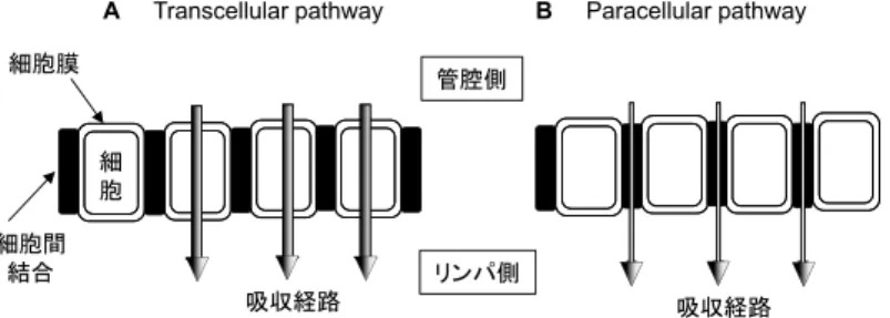 図 5　カロテノイドの腸管吸収（取込みと透過）経路 A, Transcellular pathway: 細胞膜を介した経路   B, Paracellular pathway: 細胞間隙を介した経路
