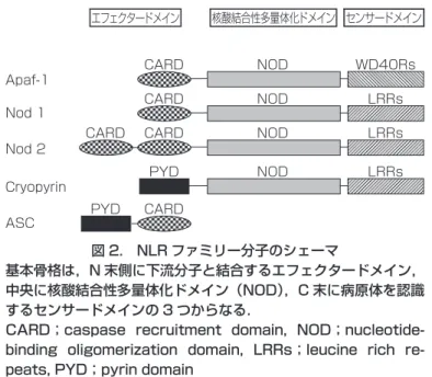 図 2.  NLRファミリー分子のシェーマ