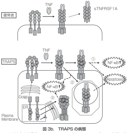 図 3b.  TRAPSの病態