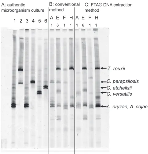 Fig. 1　Temporal temperature gradient electrophoresis (TTGE) profiles.