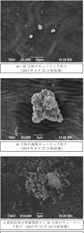 図 4.3.1  今里交差点街路樹の葉表面における付着粒子の特徴的な SEM 画像ケ ヤ キ の 葉 の 付 着 粒 子 ク ス ノ キ の 葉 の 付 着 粒子 Mg・Al・Si 主 体 の 凝 集 キ ュ ー ビ ッ ク 粒 子 と 元 素状 炭 素 主 体 凝 集 粒 子（2013年4月22 日 採 取 葉 ）元 素 状 炭 素 主 体 凝 集 粒 子 （2013年8月27日 採 取 葉 ）Al・Si主 体 の 凝 集 キ ュ ー ビ ッ ク 粒 子 （2013年11月14日 採 取 葉 ）Al・Si