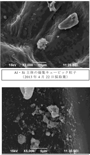 図 4.3.2  城南公園植栽樹の葉表面における付着粒子の特徴的な SEM 画像 イ チ ョ ウ の 葉 の 付 着 粒子 ソ メ イ ヨ シ ノ の 葉 の 付着 粒子  K・Ca主 体 の キ ュ ー ビ ッ ク 粒 子 と 元 素 状 炭 素 主体 凝 集 粒 子 （2013年4月22日 採 取 葉 ）Al・Si主 体 の 凝 集 キ ュ ー ビ ッ ク 粒 子 （2013年4月22日 採 取 葉 ）Al・Si主 体 の 凝 集 キ ュ ー ビ ッ ク 粒 子 （2013年8月27日 採 取 葉 ）A