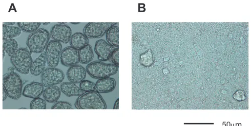 Fig. 1   Micrographs of Ann-paste preparation (left) and microground Ann particles (Right)