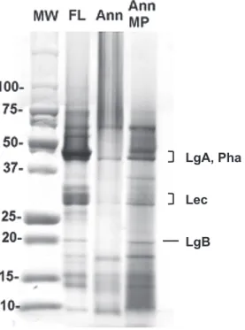 Fig. 2  SDS-PAGE profile of bean flour, Ann paste,  and microground Ann-paste powder M: molecular weight marker; FL, bean flour; Ann,  Ann paste  preparation; Ann MP, microground Ann particles.