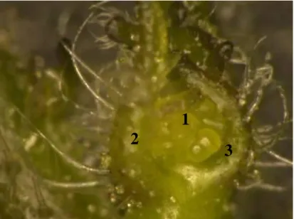 Fig. 2.5 Flower initiation. (1; Flower bud, 2, 3; Leaf primordium) 胚軸長第2節間長第1節間長茎長 12 3