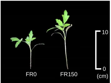 Fig. 2.14 Effect of FR quantity on tomato seedlings at 12 DAS in Exp. 2-3.   