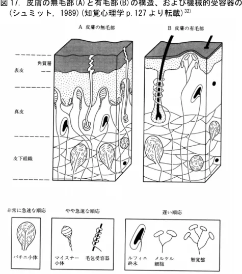 図 17. 皮膚の無毛部(A)と有毛部(B)の構造、および機械的受容器の存在位置と構造    (シュミット, 1989)(知覚心理学 p.127 より転載) 32) 図 18