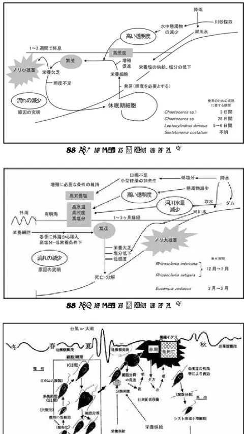 図 4.2 大型珪藻類の発生機構 2)