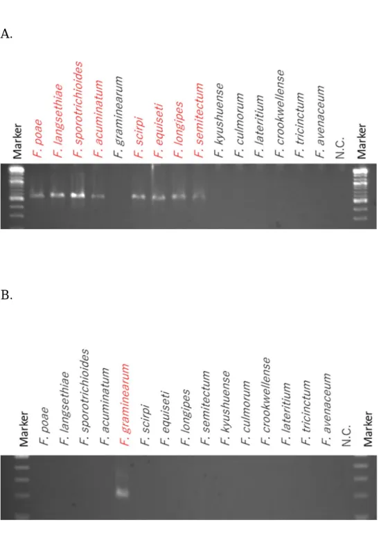 図 4. 4,15-DAS 産生菌種特異的検出 PCR（β-tubulin） 