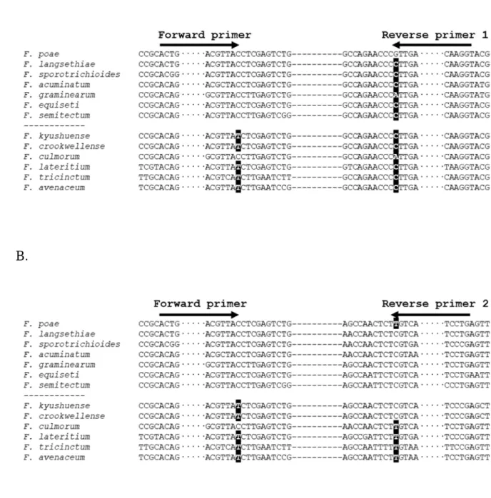 図 5. 4,15-DAS 産生菌種特異的検出用 Primer  の検討（Lys2） 